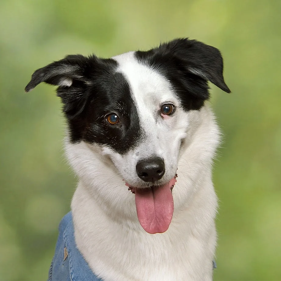 JCPenney Portraits - 3