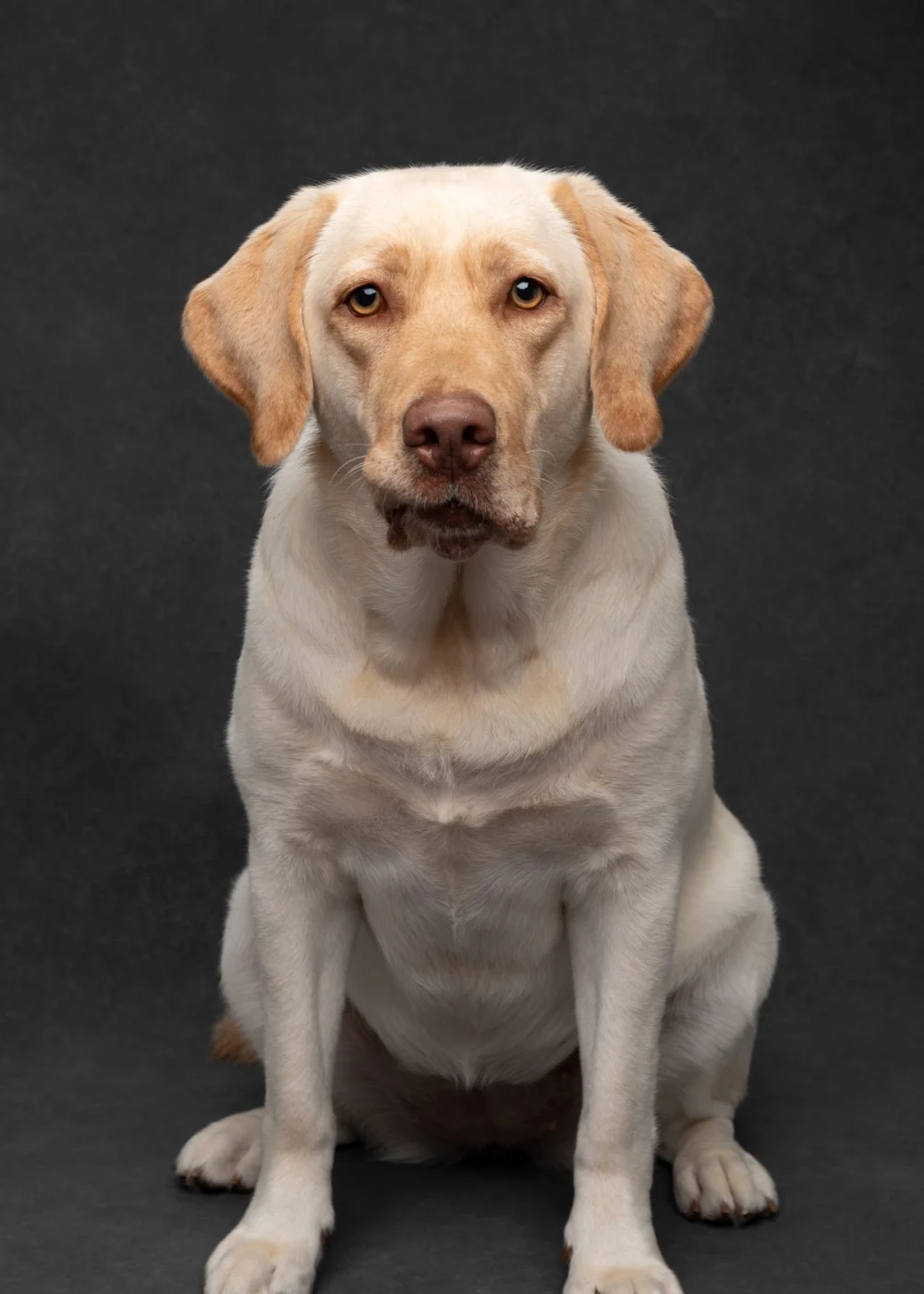 Lubera Portraits - 2