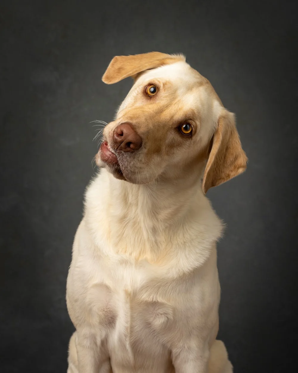Lubera Portraits