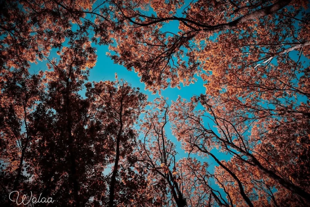 Walaa Photography